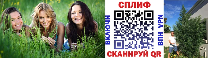 Купить  Гаврилов Посад  Каннабис MAZAR 